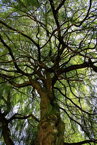 intricate treescape