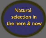 Natural Selection in the Here and Now